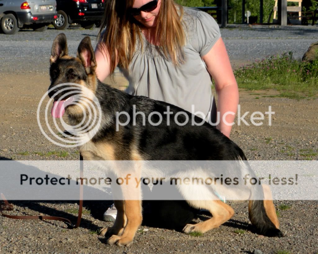 Our German Shepherd Pup Cidra - 5.5 months Old Cidrajune2010033-1