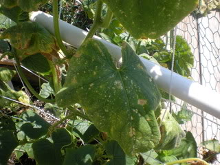 Cucumber Plant Disease or Pests?  Pics included DSCN2608