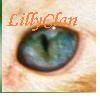 Cat-ExploringtheFields22eye.jpg Lilly Clan image by lillystar2007