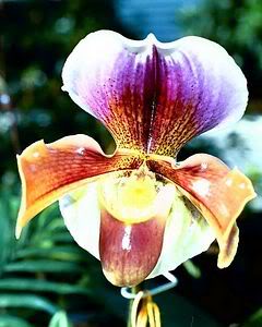 Orhideje 2355578-S-1
