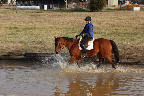 Baby Racehorses! Hillcrest1-27-134