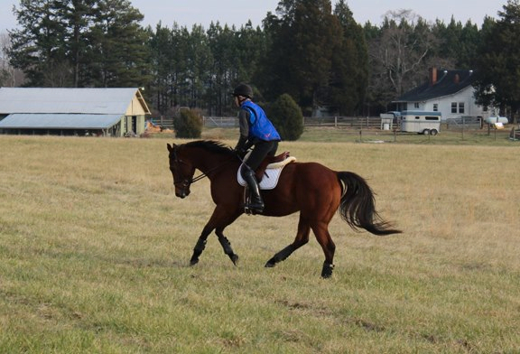 Baby Racehorses! Hillcrest1-27-137