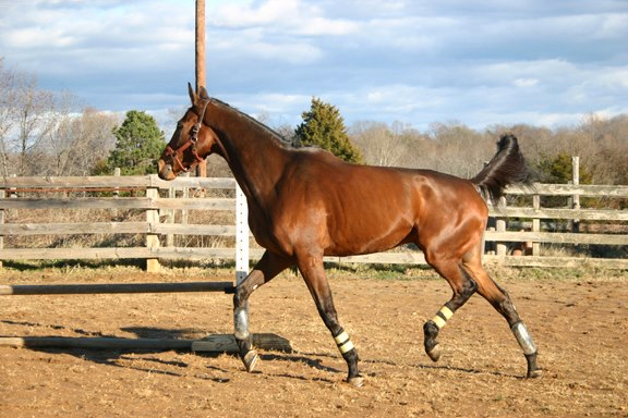 Baby Racehorses! 150636_4793174221825_1099129103_n