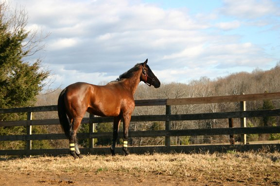 Baby Racehorses! 379552_4793173661811_13999217_n