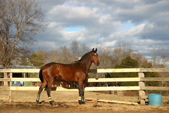 Baby Racehorses! 393017_4793173941818_983754835_n