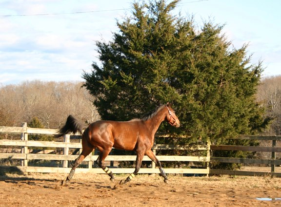 Baby Racehorses! 393087_4793178301927_341740438_n