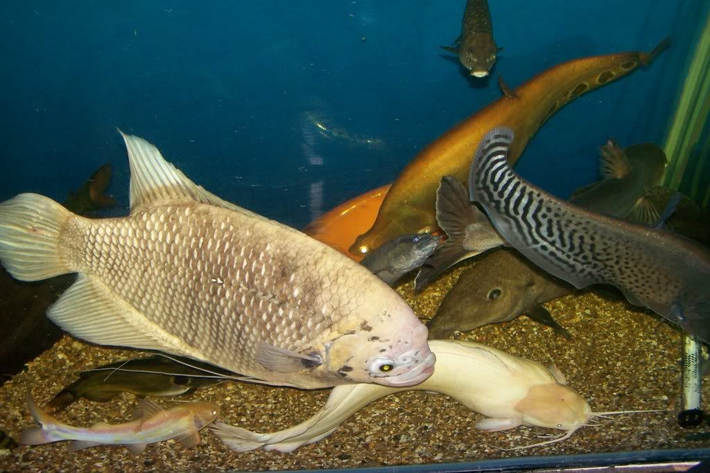 Post pictures of your Giant Gourami here: Stufff043