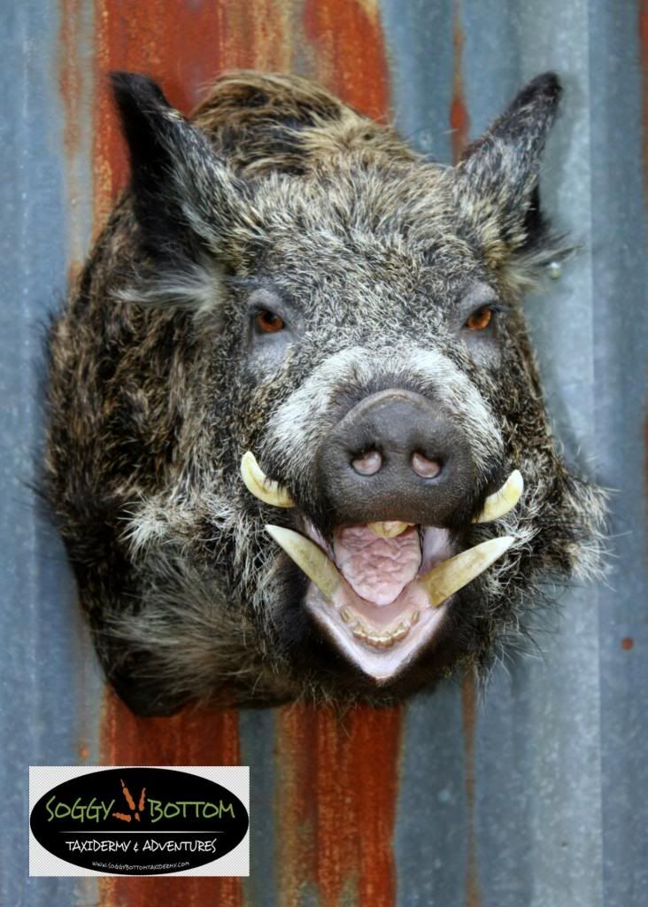 Got the Pig back from the taxidermy shop Image_zps4c8b734d