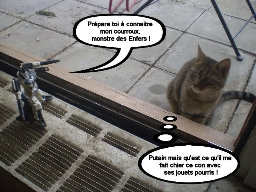 "Des Animaux et des Jouets" [photo] MAJ page 1 - Page 3 RamjetChat1