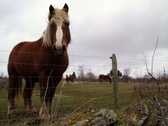 Rando en Auvergne Redidada