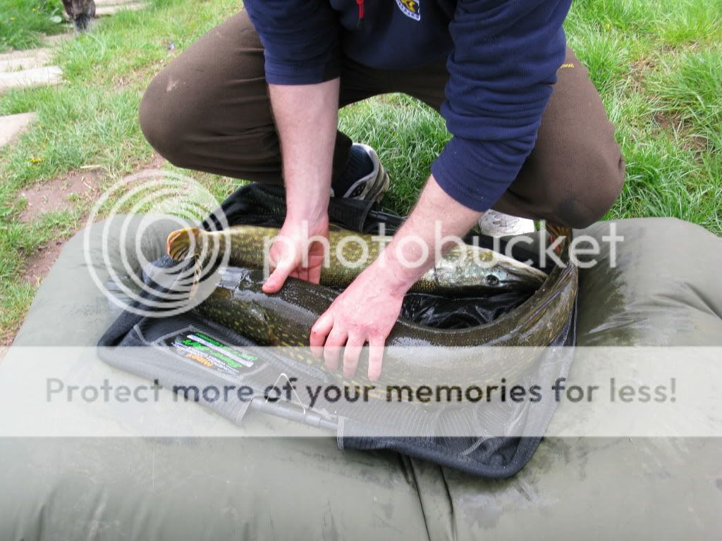 New Tardebigge Residents - PIKE !!!! And LOTS of them !!! IMG_0758