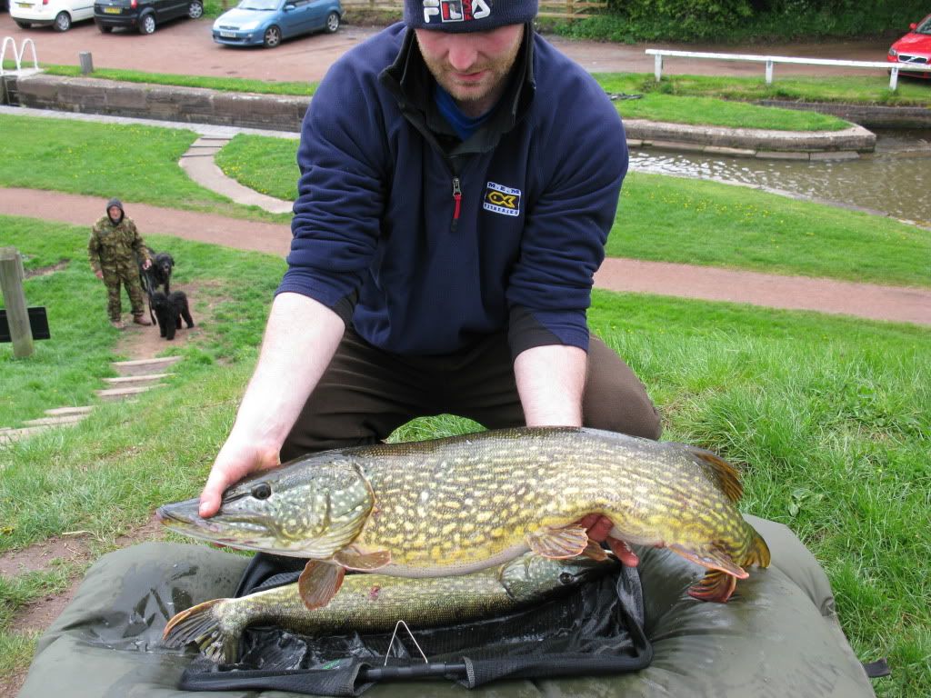 New Tardebigge Residents - PIKE !!!! And LOTS of them !!! IMG_0759