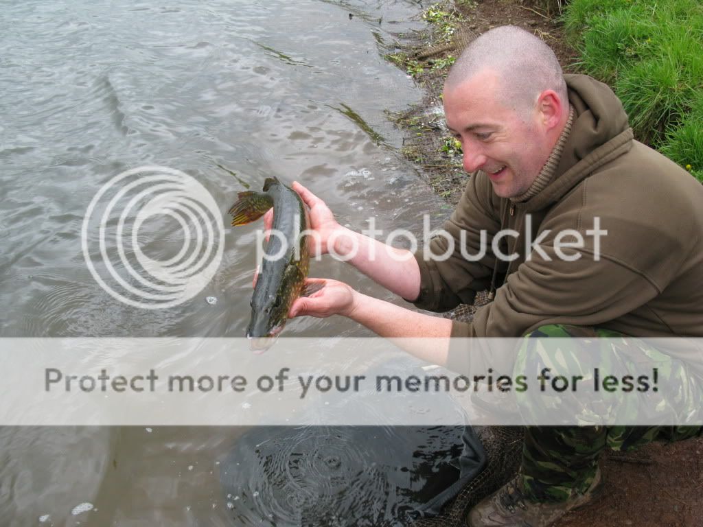 New Tardebigge Residents - PIKE !!!! And LOTS of them !!! IMG_0767