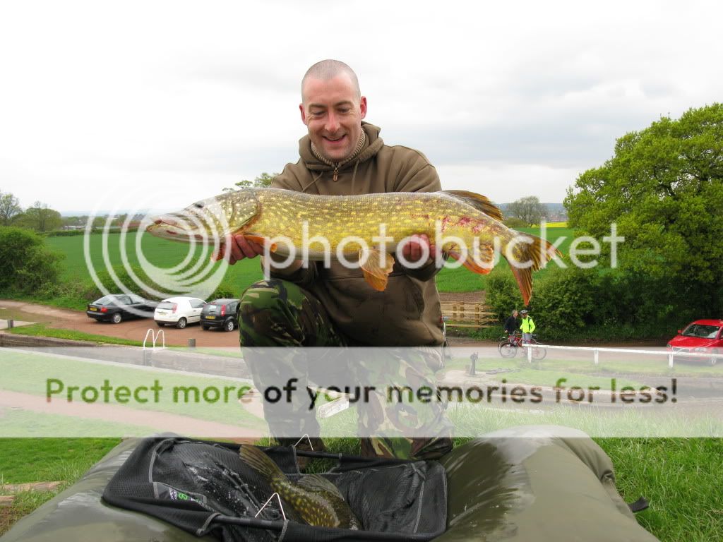 New Tardebigge Residents - PIKE !!!! And LOTS of them !!! IMG_0768