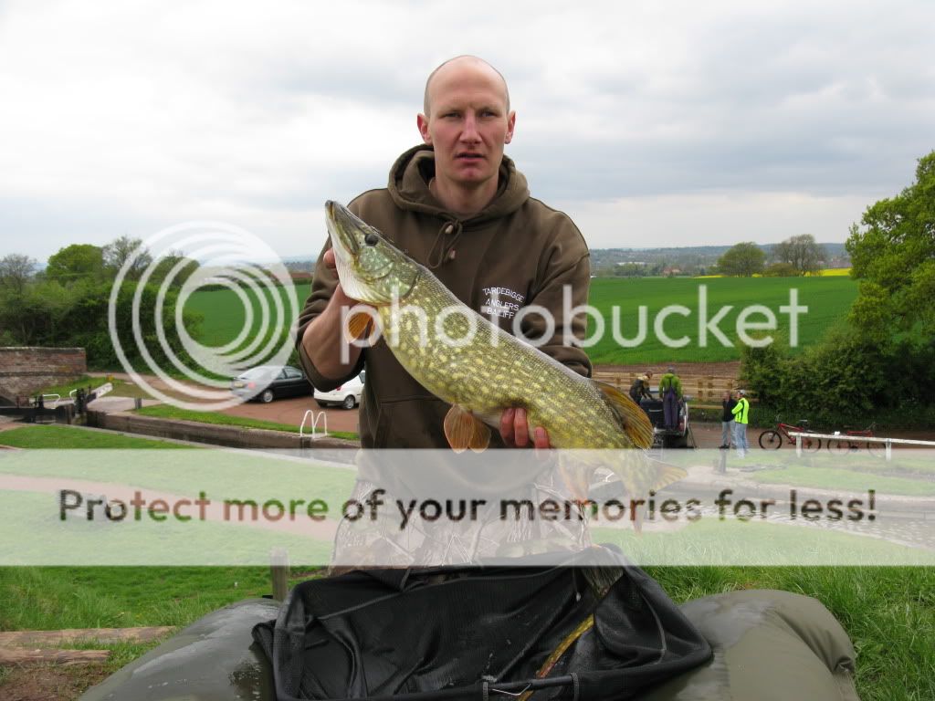 New Tardebigge Residents - PIKE !!!! And LOTS of them !!! IMG_0769