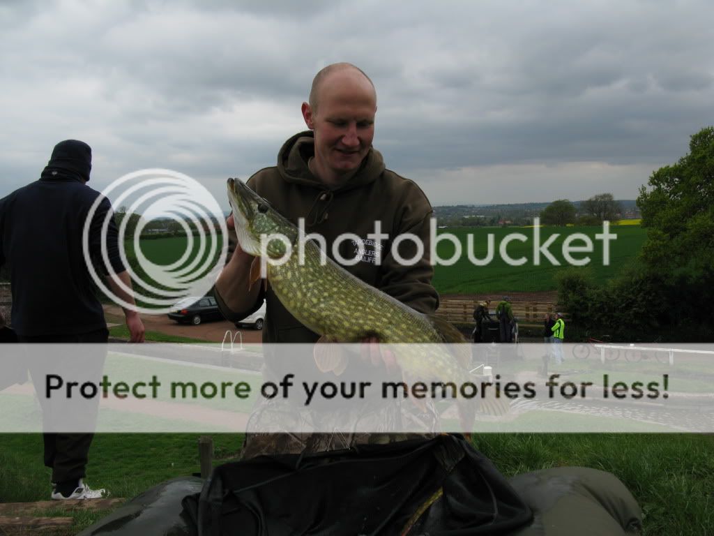 New Tardebigge Residents - PIKE !!!! And LOTS of them !!! IMG_0770