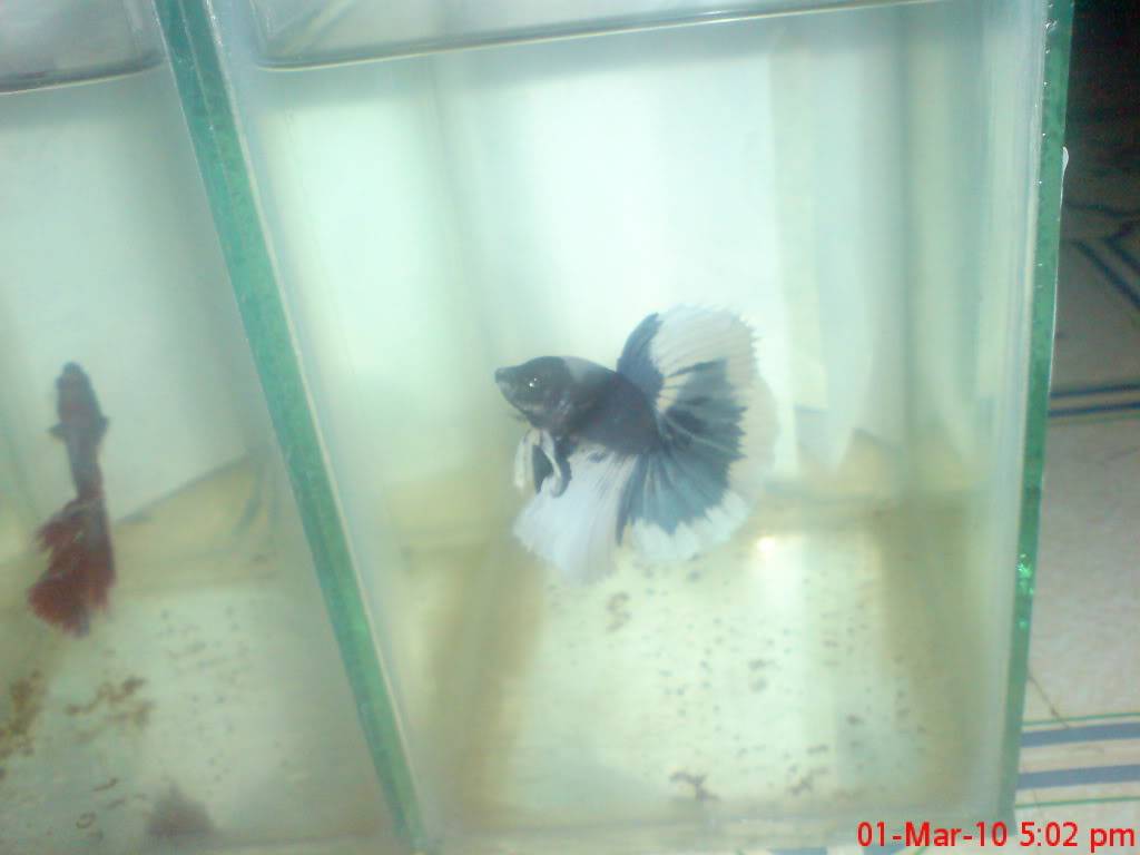 IloiloFH betta's DSC04092