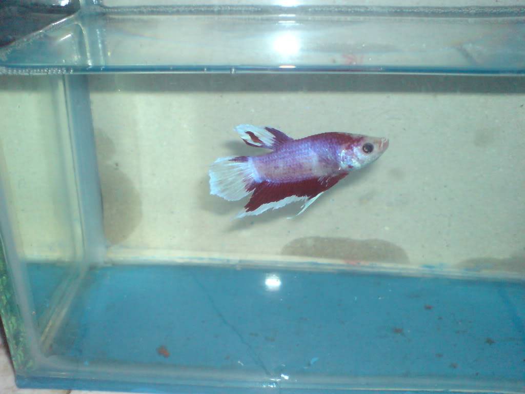 IloiloFH betta's DSC05694