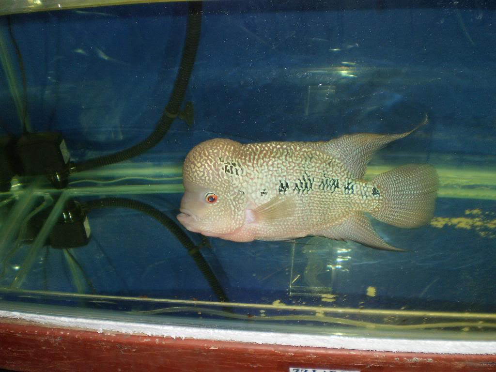 The 1st Iloilo Flowerhorn (luohan) Show - Page 8 P2250326