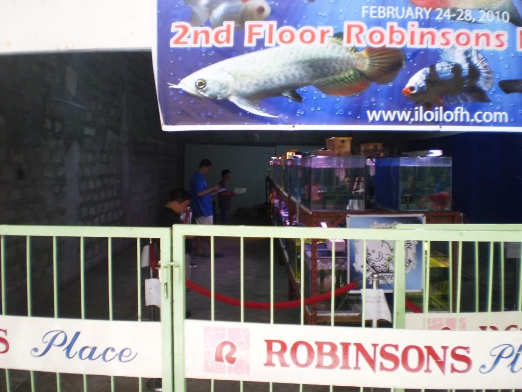 The 1st Iloilo Flowerhorn (luohan) Show - Page 8 P2270162