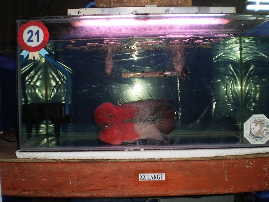 The 1st Iloilo Flowerhorn (luohan) Show - Page 8 P2270264