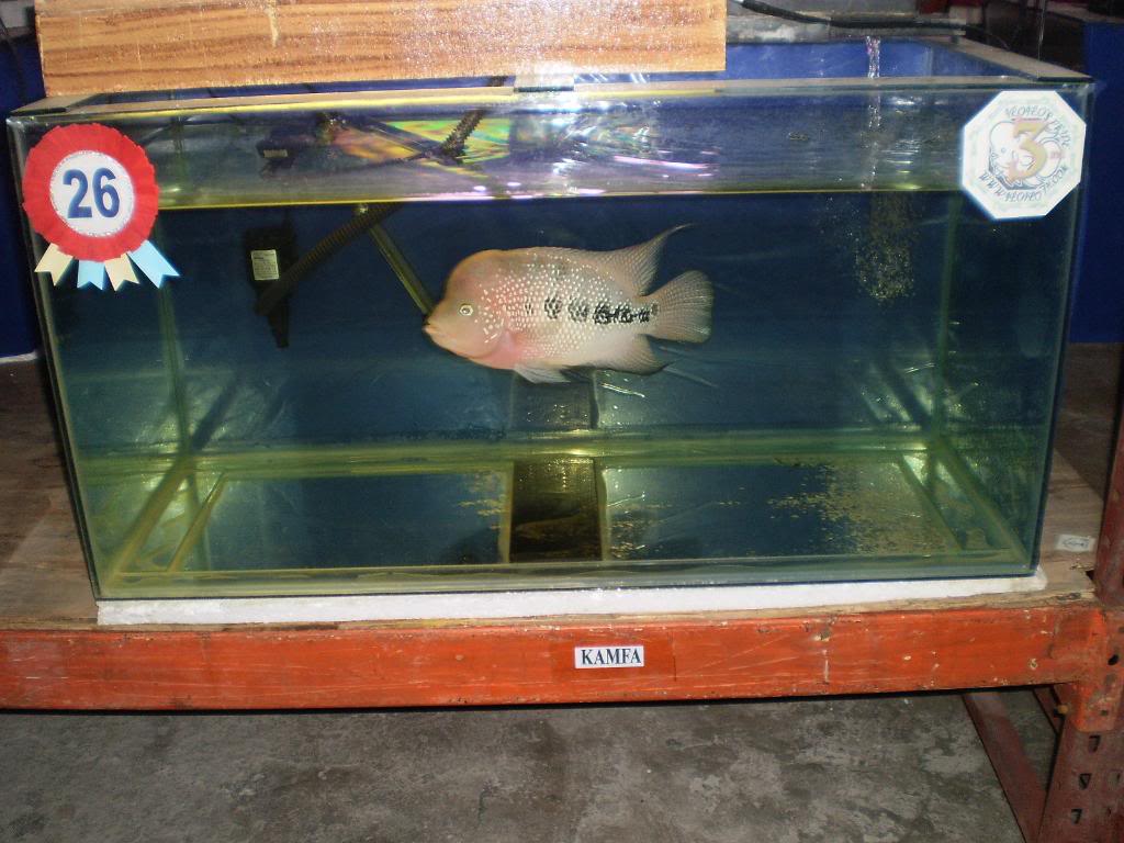 The 1st Iloilo Flowerhorn (luohan) Show - Page 8 P2270268