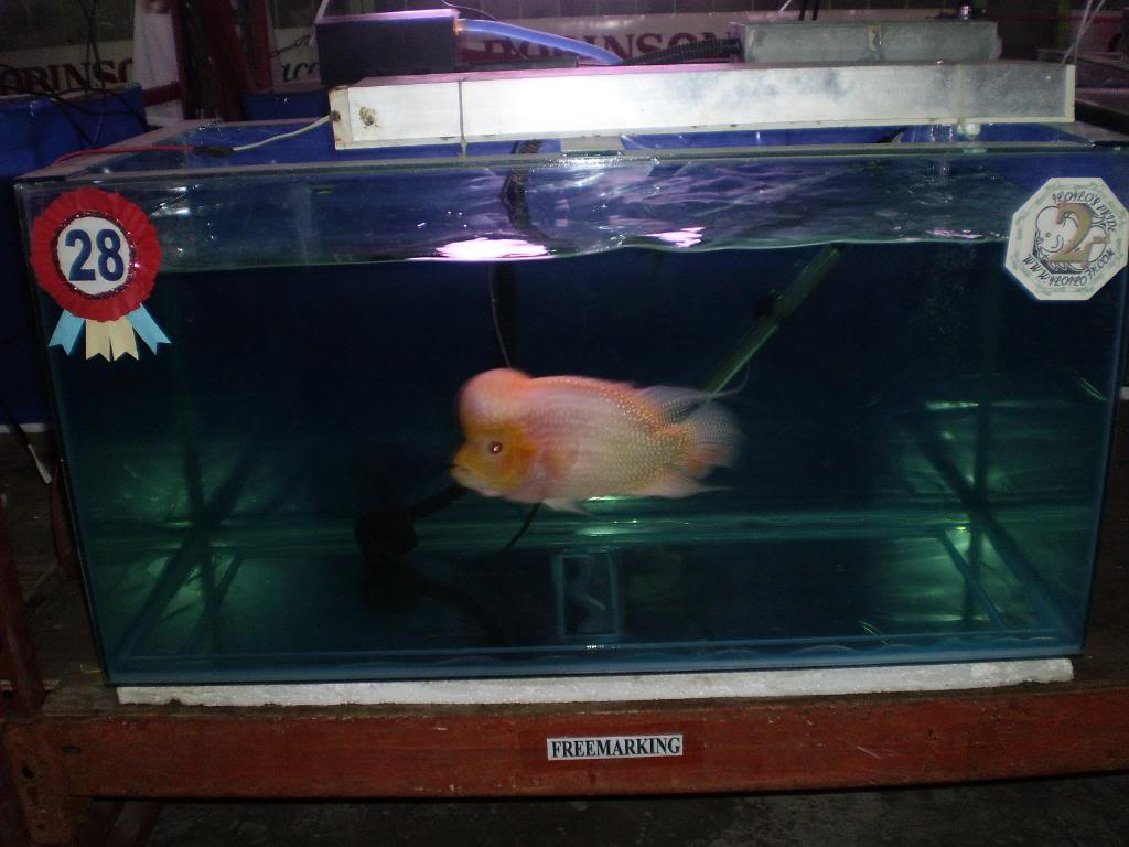 The 1st Iloilo Flowerhorn (luohan) Show - Page 8 P2270272