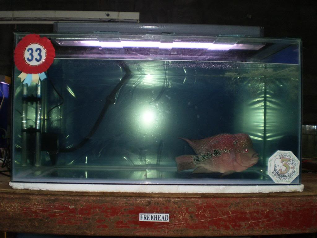 The 1st Iloilo Flowerhorn (luohan) Show - Page 8 P2270279