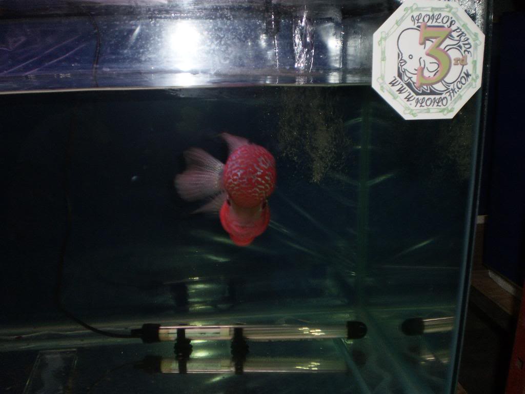 The 1st Iloilo Flowerhorn (luohan) Show - Page 8 P2270282