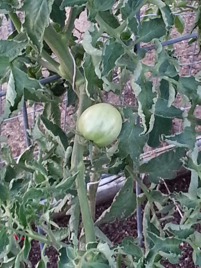 ToMaTo TuEsDaY!  Western mountains & high plains! 20120710_202618