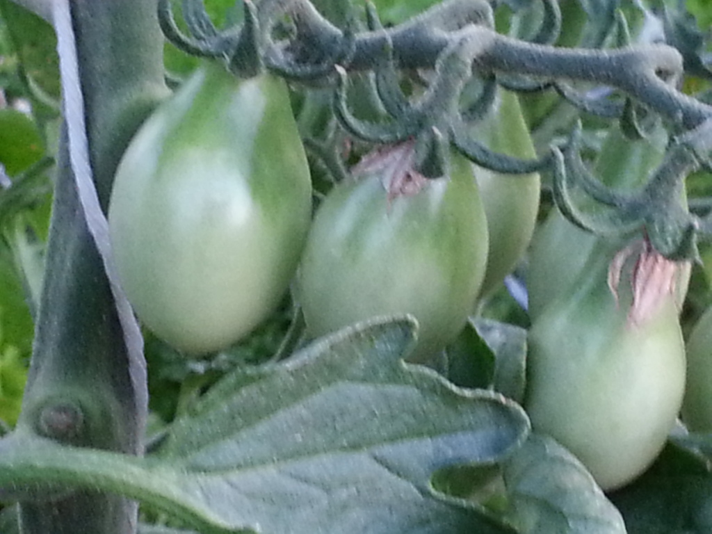 ToMaTo TuEsDaY!  Western mountains & high plains! 20120710_202805