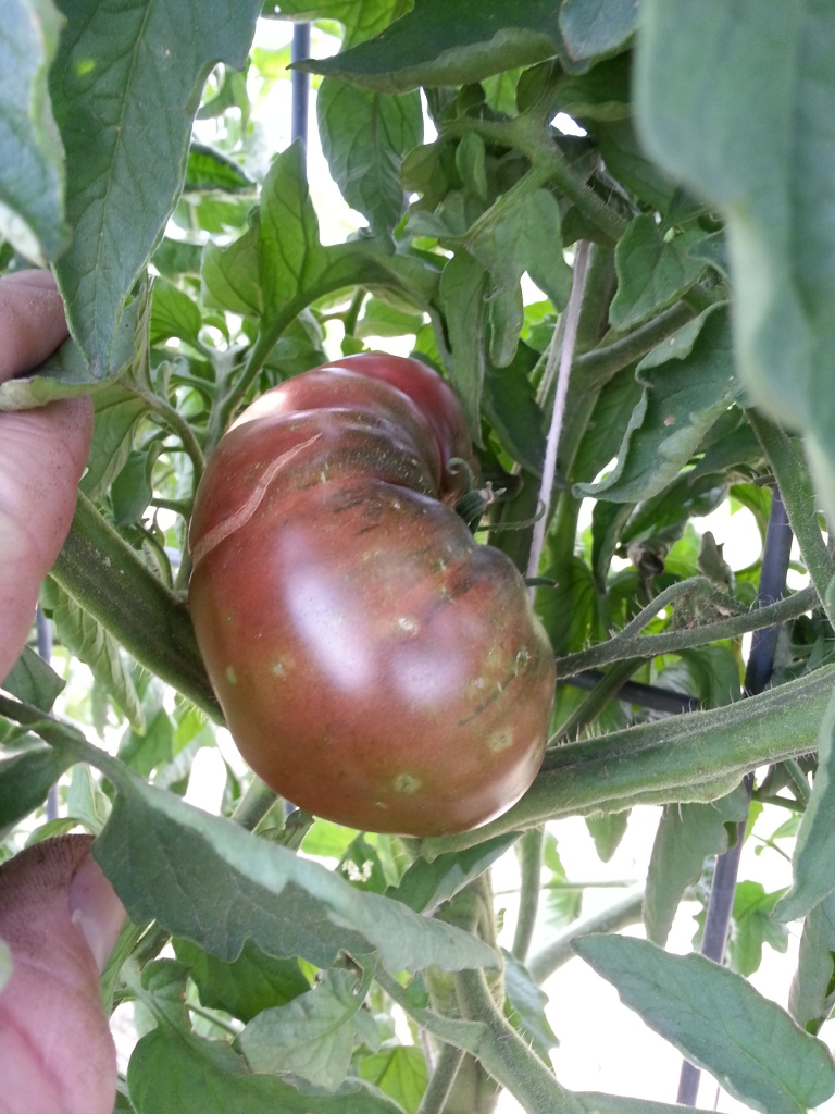 ToMaTo TuEsDaY!  Western mountains & high plains! 20120724_165852