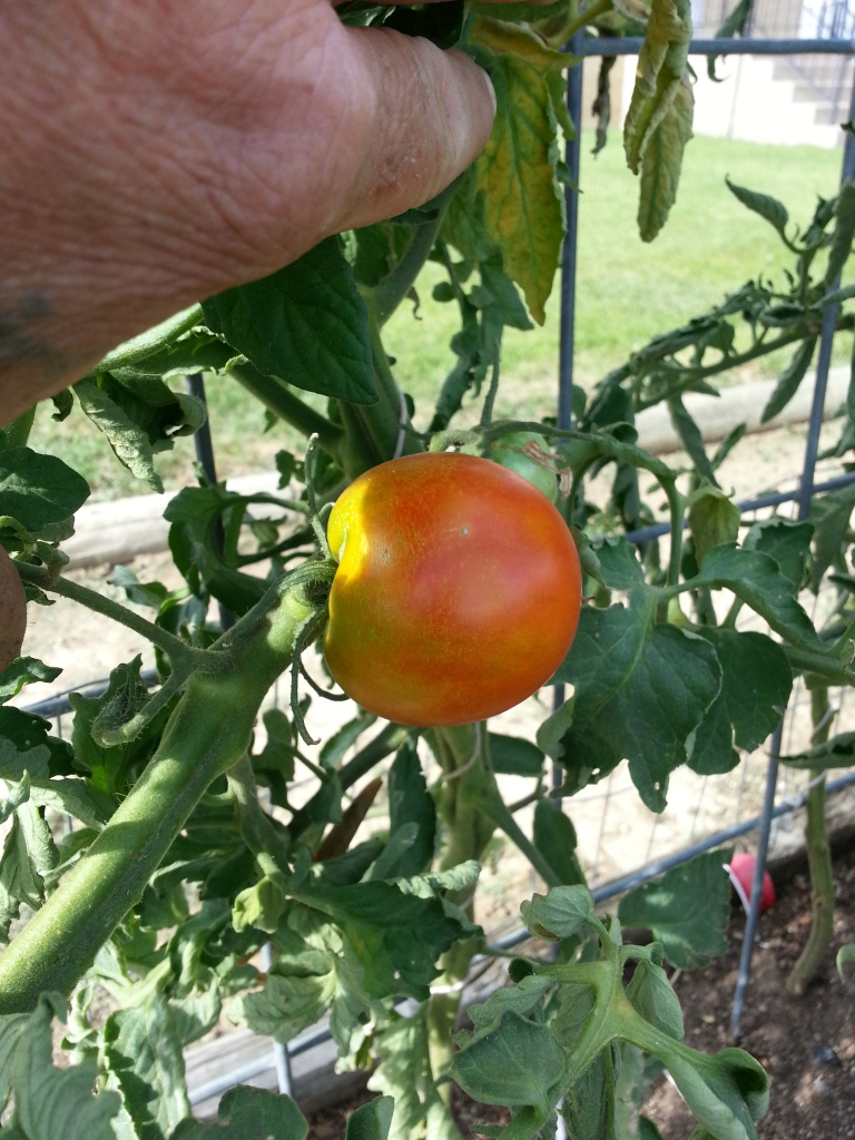 ToMaTo TuEsDaY!  Western mountains & high plains! 20120724_165955