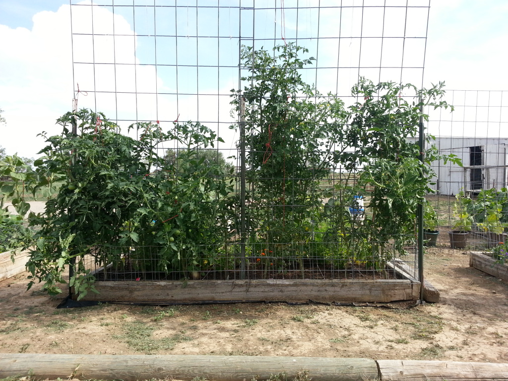 ToMaTo TuEsDaY!  Western mountains & high plains! 20120724_170054