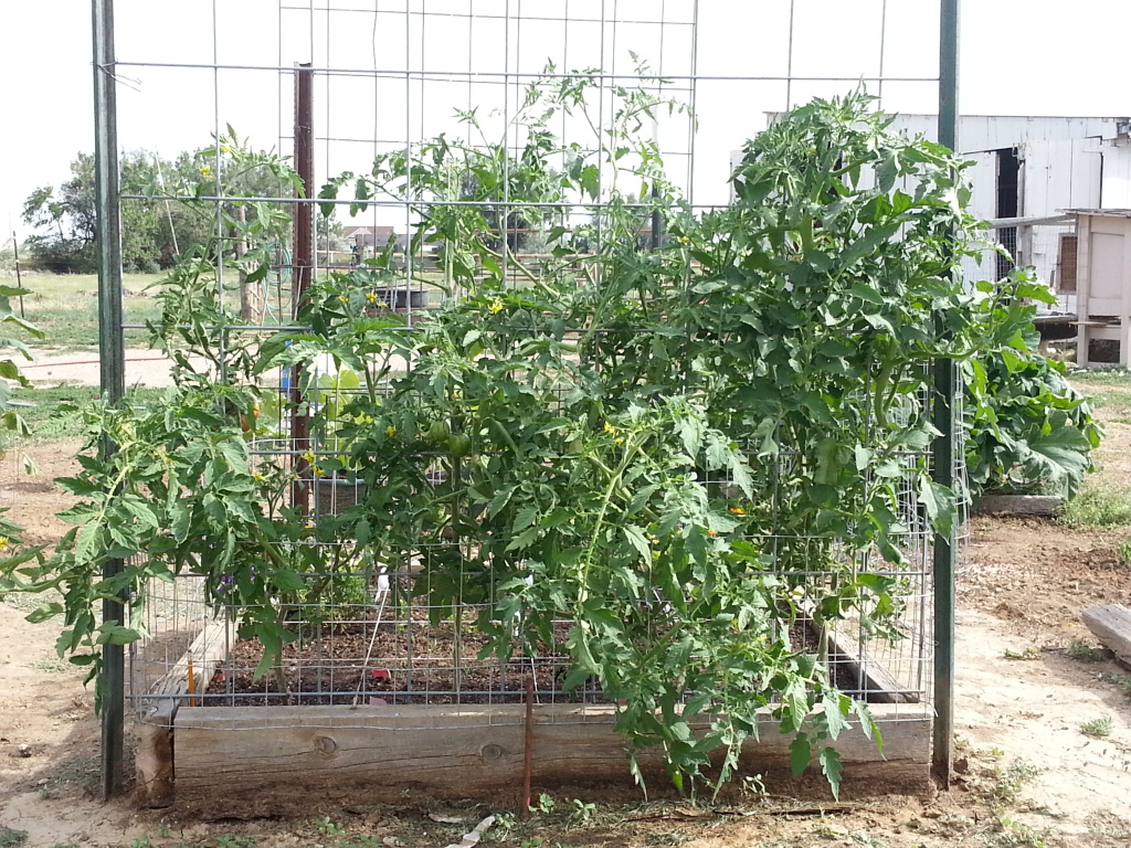 ToMaTo TuEsDaY!  Western mountains & high plains! 20120724_170114