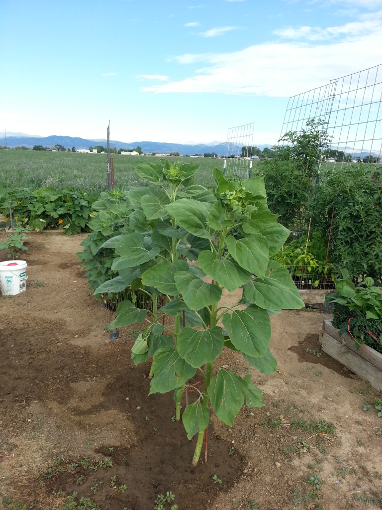 Friday Rookie Topic: Sunflowers 20120728_081451