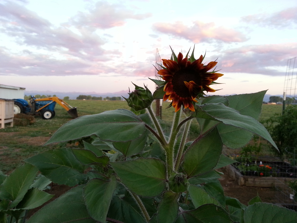 Friday Rookie Topic: Sunflowers 20120730_055453
