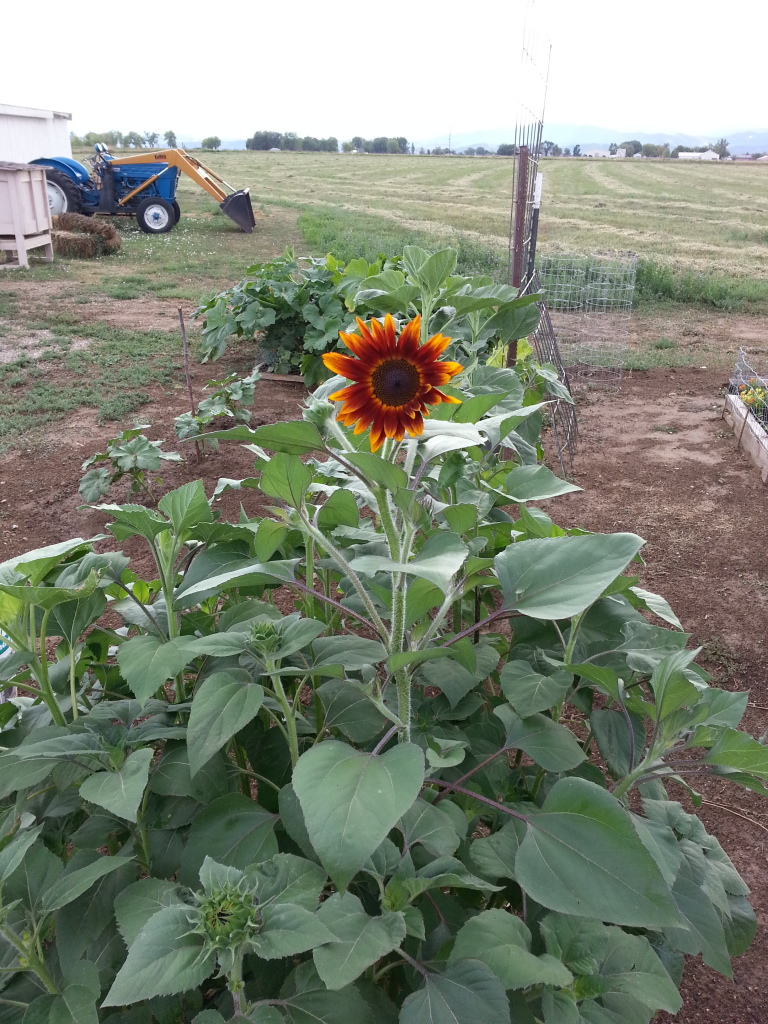 Friday Rookie Topic: Sunflowers 20120730_182255