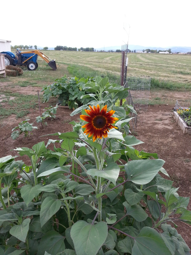 Friday Rookie Topic: Sunflowers 20120730_182258