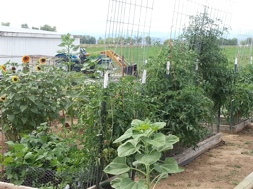 Cattle panel Tomato arch anyone? 20120811_125447