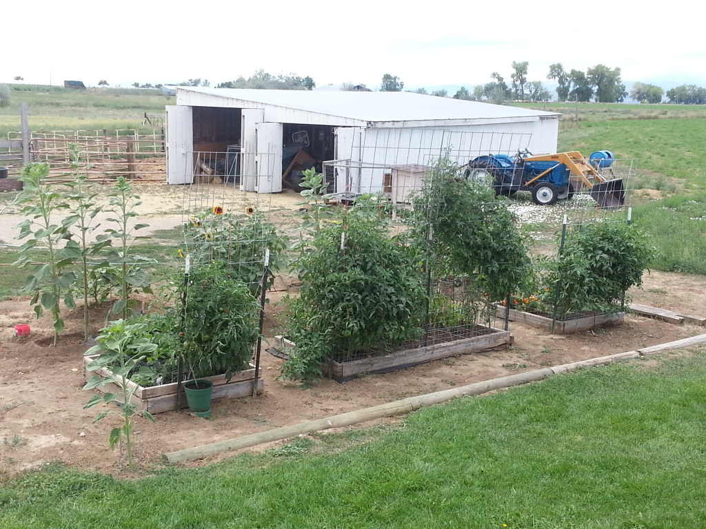 Cattle panel Tomato arch anyone? 20120811_125508