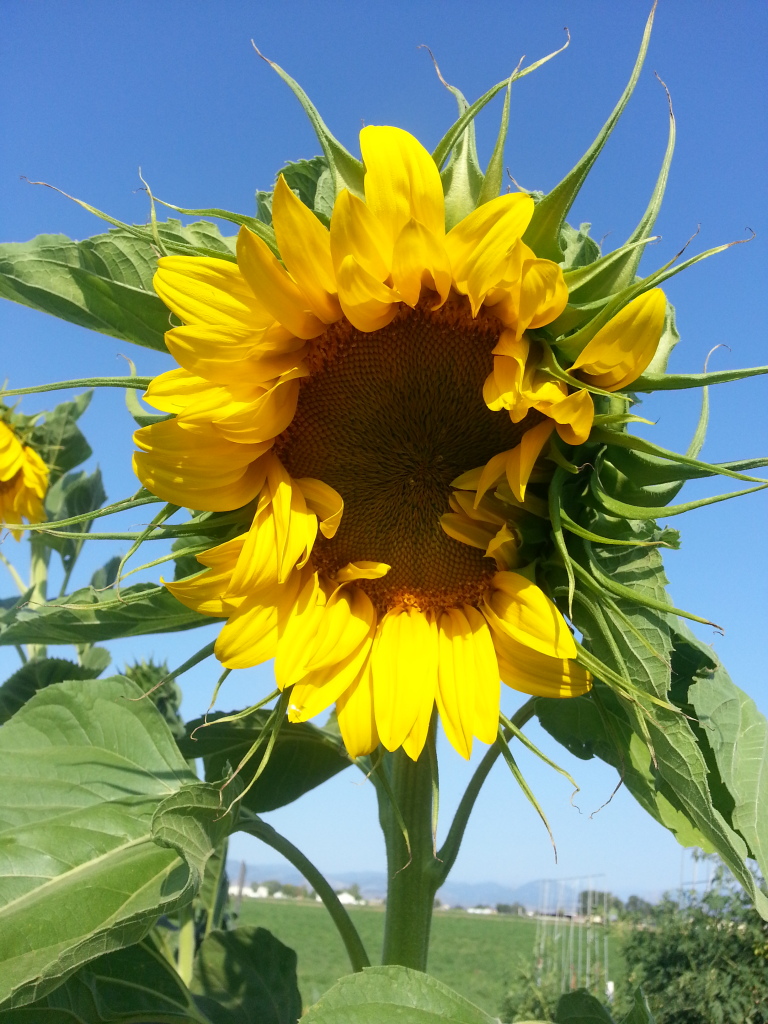 Friday Rookie Topic: Sunflowers 20120818_082933