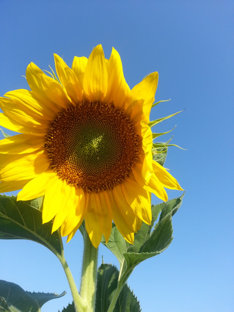 Friday Rookie Topic: Sunflowers 20120818_083006