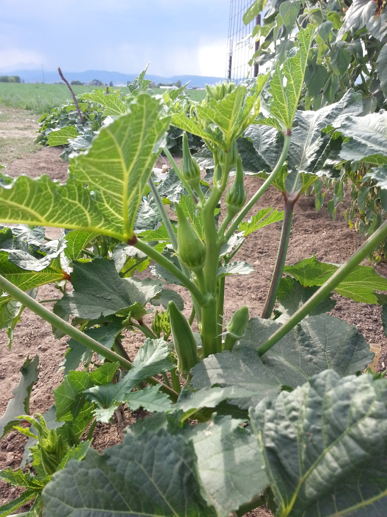 Western Mountains and High Plains: I Got Okra! 20120828_164358