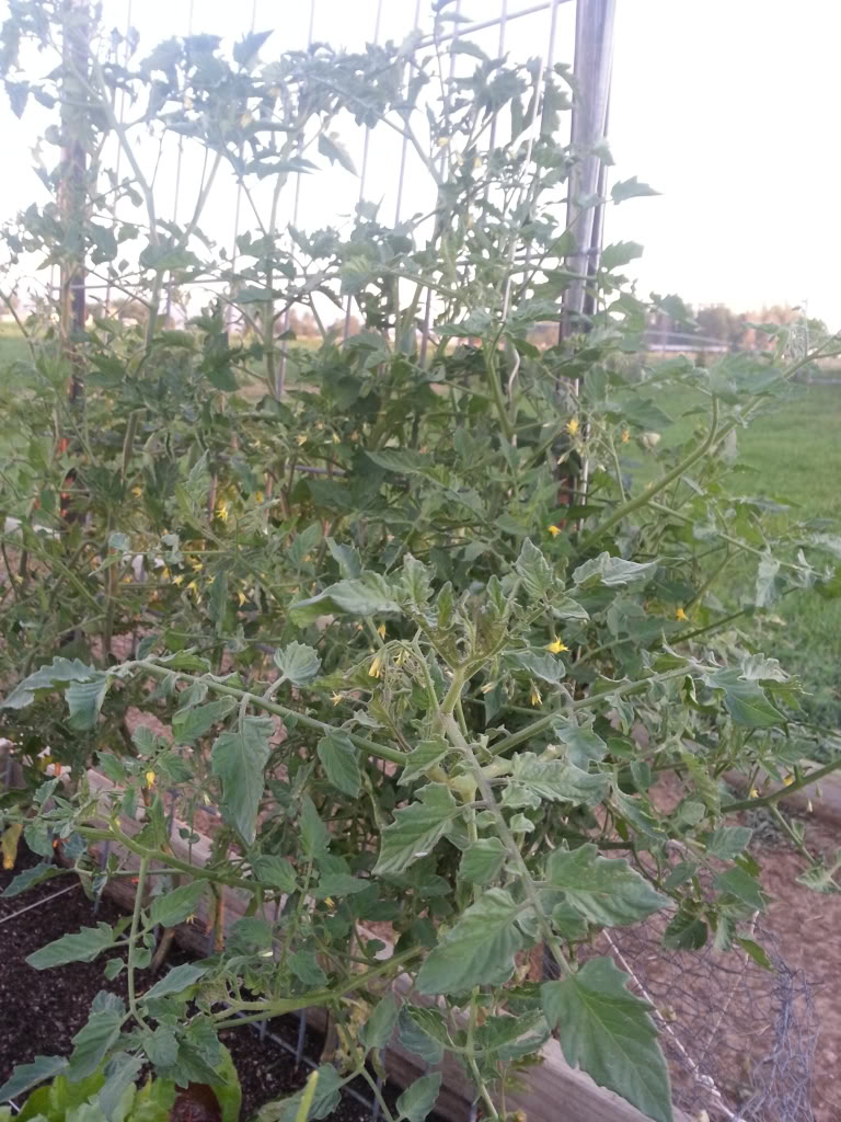 ToMaTo TuEsDaY!  Western mountains & high plains! - Page 3 20130709_055541_zps56b8a0a7