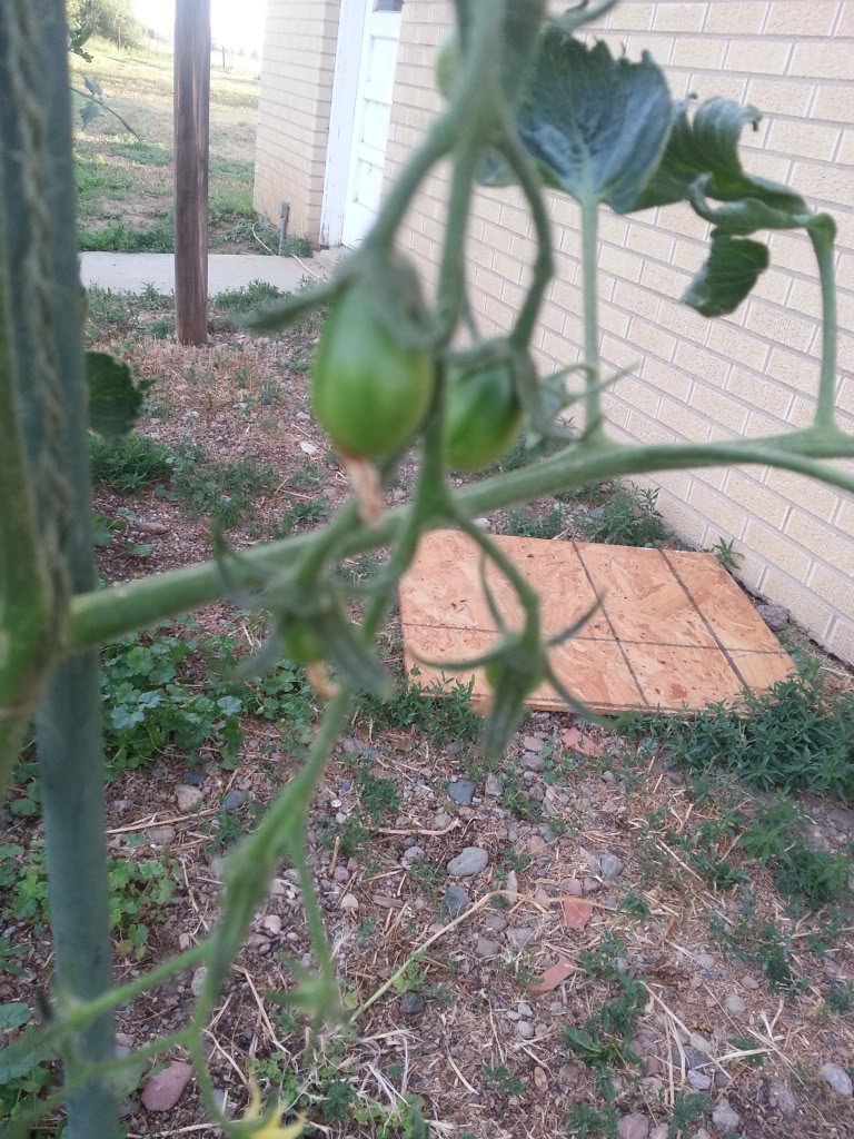 ToMaTo TuEsDaY!  Western mountains & high plains! - Page 3 20130709_061941_zpsb4495fd5