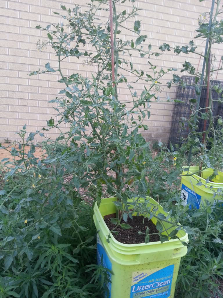 ToMaTo TuEsDaY!  Western mountains & high plains! - Page 3 20130709_062013_zps42136826