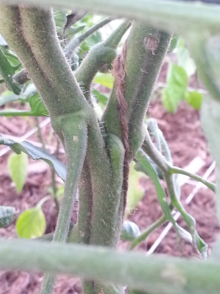 Black Krim Tomatoes - how many squares? 20130723_061007_zps9f15857d