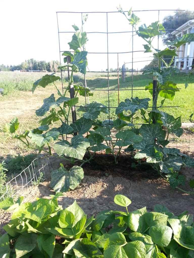 vertical squash - Spacing for vertical summer squash 20130727_075938_zps385bee5d