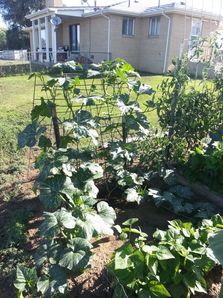 vertical squash - Spacing for vertical summer squash 20130804_084646_zps09794b19